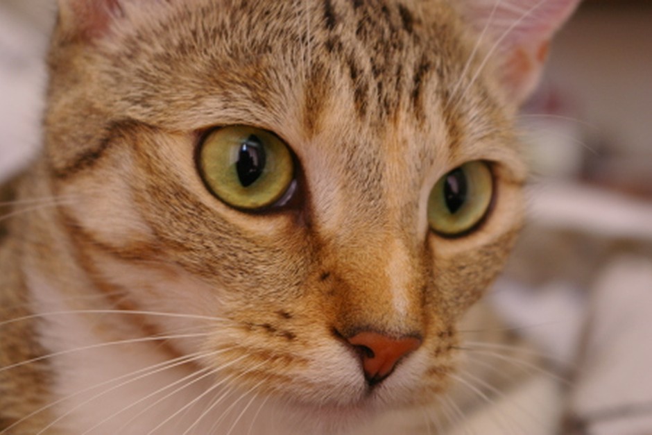 A relaxed tabby cat resting indoors.